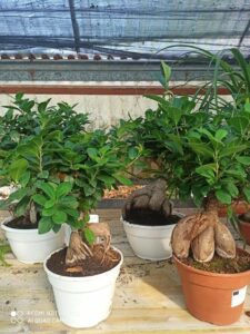WhatsApp Image 2024-03-01 at 19.09.26 (1)